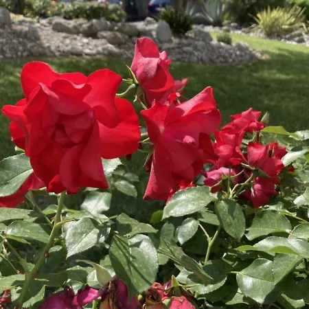 Lisa - La Quiete E Il Profumo Del Mare