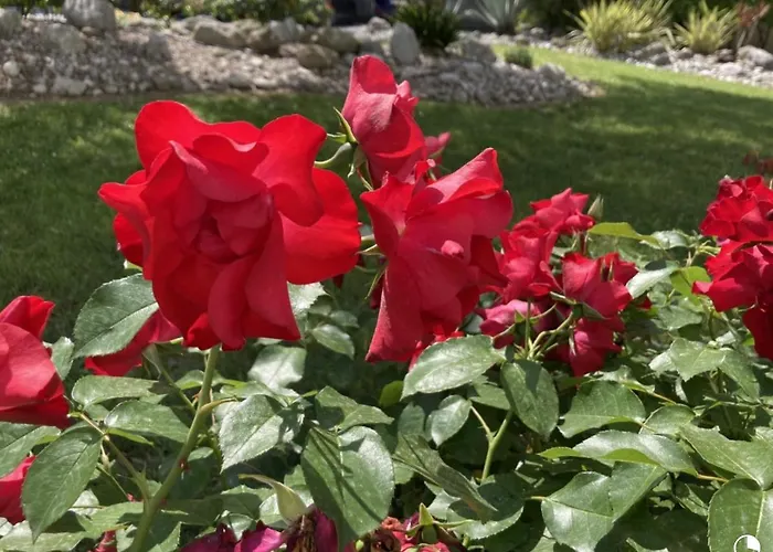 Lisa - La Quiete E Il Profumo Del Mare